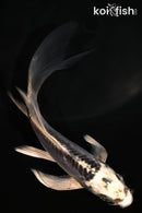 5" KIKOKURYU BUTTERFLY