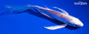 6" DOITSU LEMON HARIWAKE BUTTERFLY