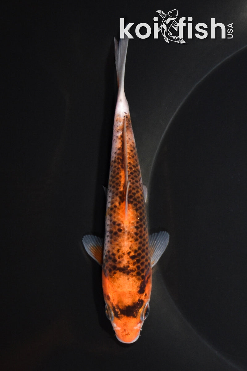 5" GOROMO