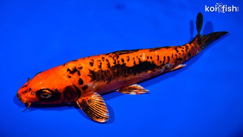 11.75" ARAGOKE BENI KIKOKURYU