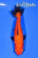 5.25" WAKIN GOLDFISH