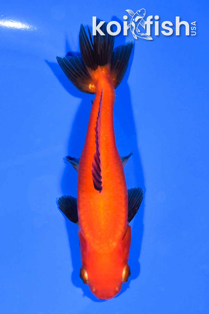 5.25" WAKIN GOLDFISH