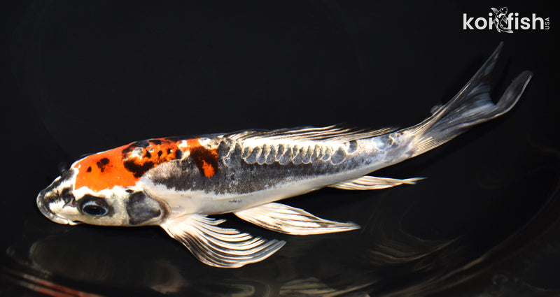 8.5" BENI KIKOKURYU BUTTERFLY