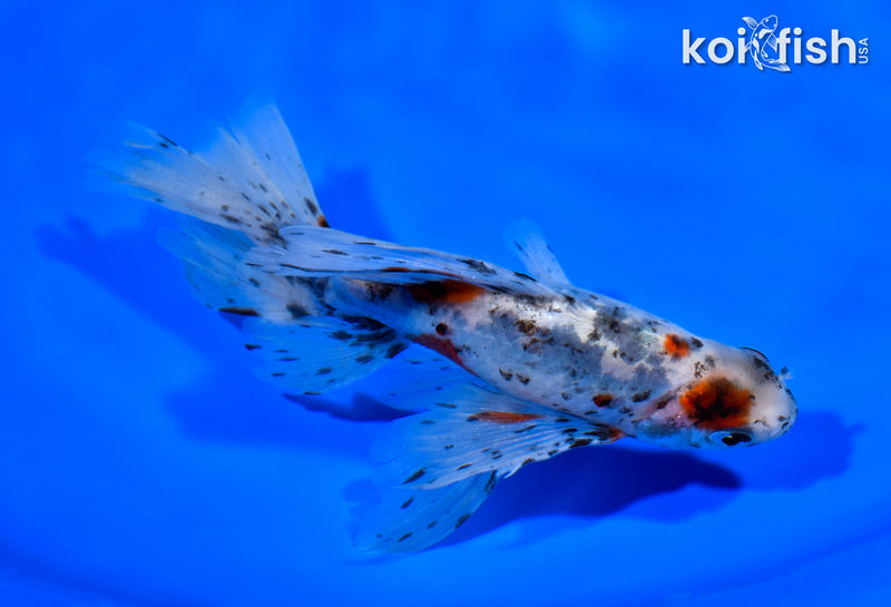 5.75" CALICO WATONAI GOLDFISH