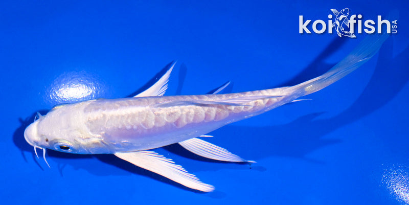 5.5" DOITSU PLATINUM OGON BUTTERFLY