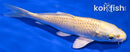 6.75" YAMABUKI OGON