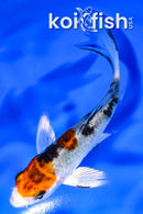 4.5" YAMATO NISHIKI BUTTERFLY