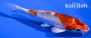 5.75" KUJAKU