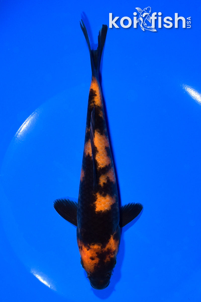 7" HI UTSURI
