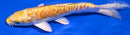 5.75" DOITSU YAMABUKI OGON