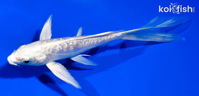 5" GINRIN ARAGOKE PLATINUM OGON BUTTERFLY