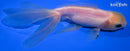 5.25" ORANDA GOLDFISH