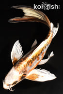 11.25" ARAGOKE BENI KIKOKURYU BUTTERFLY