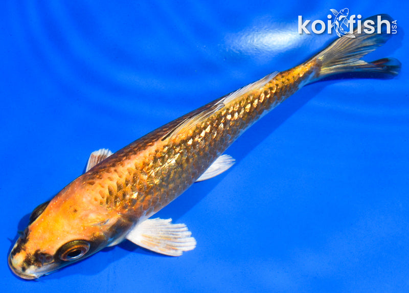 5.5" GINRIN ORENJI MATSUBA