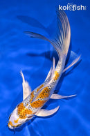 8" KUJAKU BUTTERFLY