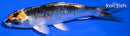 4.75" KUJAKU
