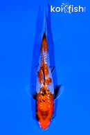 5.5" GINRIN SANKE