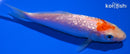 4.75" GINRIN KOHAKU