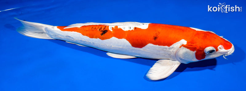 15.25" HEISEI NISHIKI