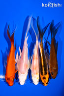PACK OF (5) 4.5-6" BUTTERFLY KOI