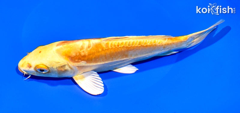 8.25" DOITSU YAMABUKI OGON