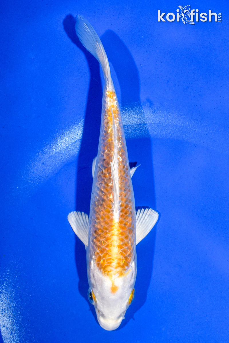 6" GINRIN HARIWAKE