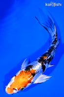 4.75" HEISEI NISHIKI BUTTERFLY