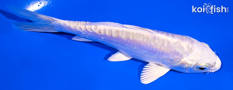 5" ARAGOKE PLATINUM OGON