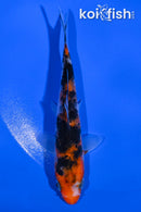 4.75" SANKE