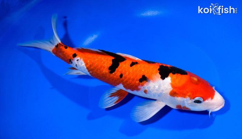 10.75" GINRIN SANKE