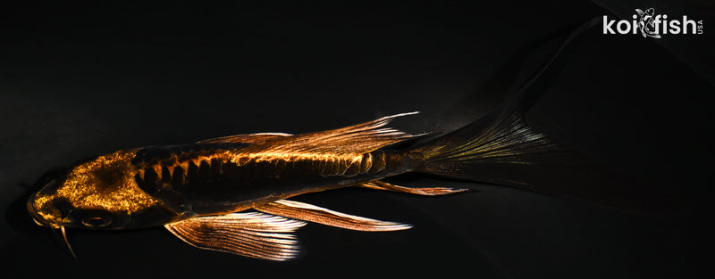 6.5" BENI KIKOKURYU BUTTERFLY