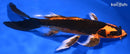 7.5" ORENJI MATSUBA BUTTERFLY