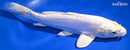 9" DOITSU LEMON HARIWAKE