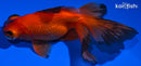 5" TELESCOPE FANTAIL GOLDFISH