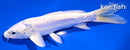 5.75" DOITSU PLATINUM OGON