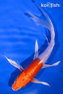 8" KIKUSUI BUTTERFLY