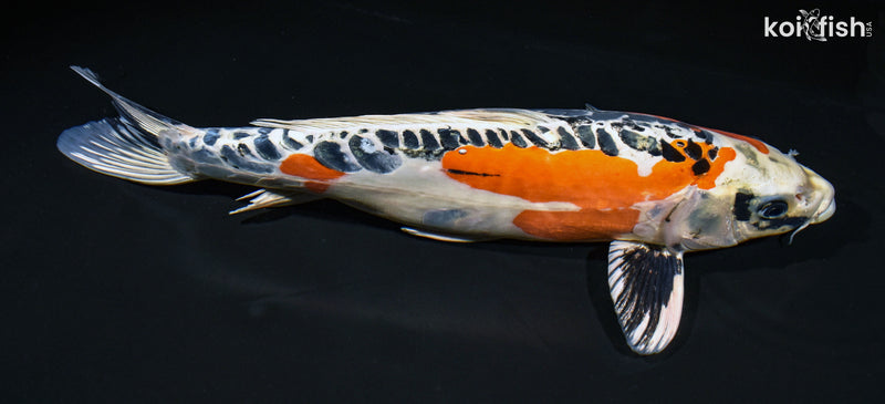15.5" BENI KIKOKURYU