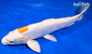 10.75" KIKUSUI