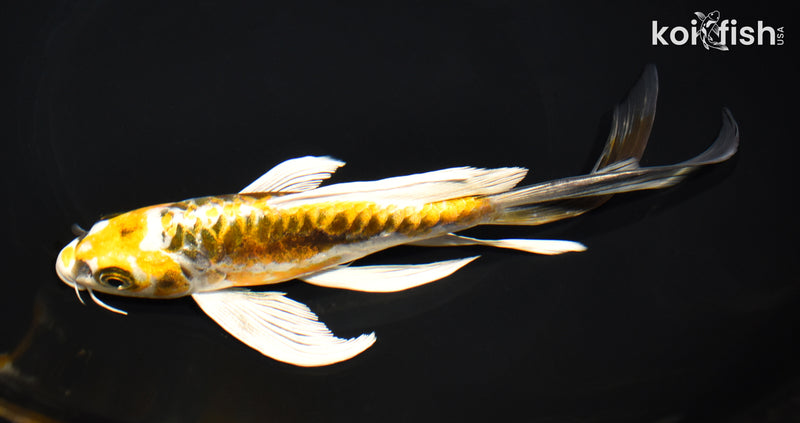 8.25" ARAGOKE KIN KIKOKURYU BUTTERFLY