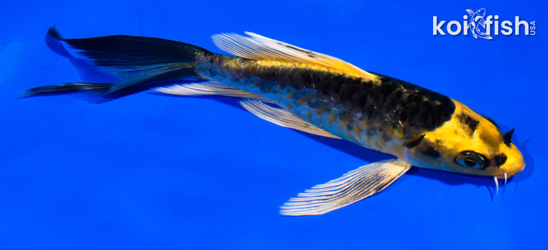 6" ARAGOKE KIN KIKOKURYU BUTTERFLY