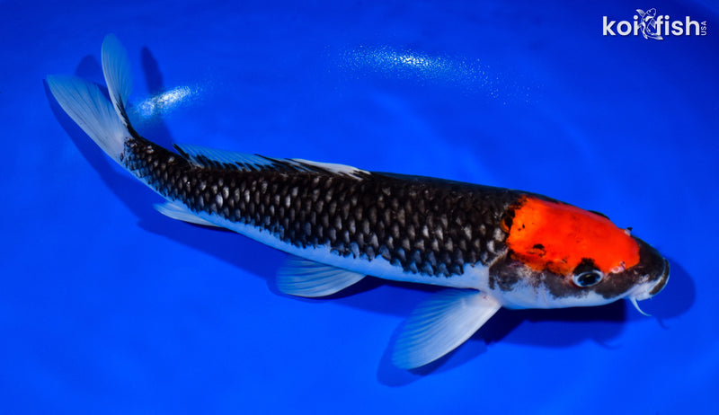 12.75" TANCHO GOSHIKI