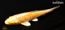 6.5" YAMABUKI OGON
