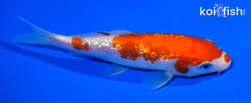 5.5" GINRIN KOHAKU