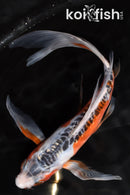 8.25" GINRIN SHUSUI BUTTERFLY