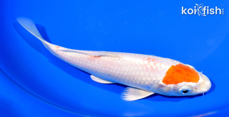 7.75" HARIWAKE