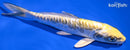 6.25" KIN KIKOKURYU