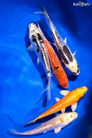 PACK OF (5) 5.25-6"  STANDARD KOI