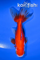 3.75" WATONAI GOLDFISH
