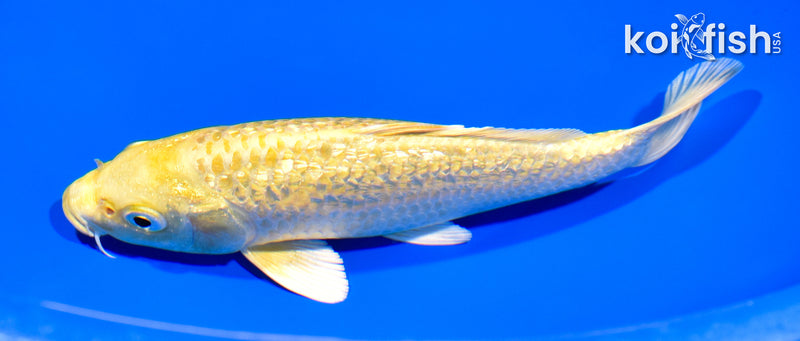 6.5" GINRIN YAMABUKI OGON