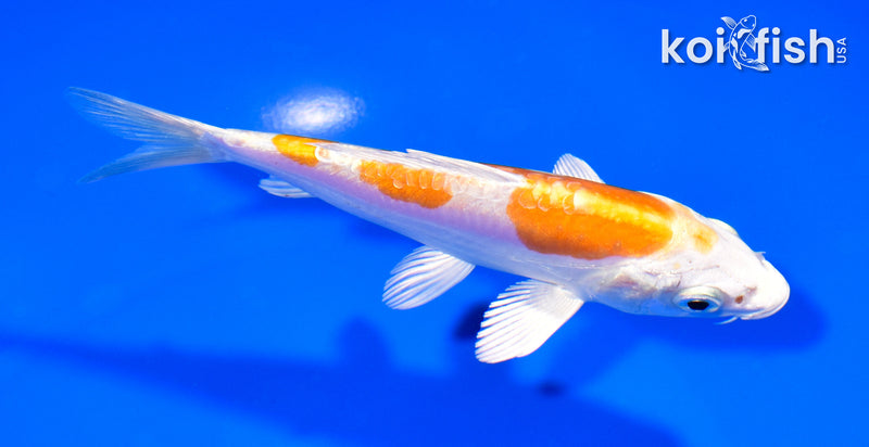 5" INAZUMA KIKUSUI